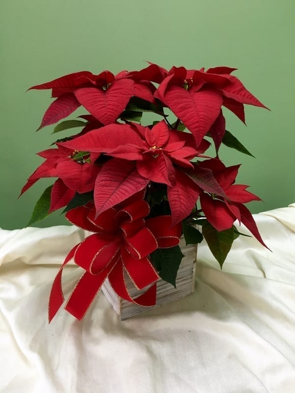 Poinsettia Plant